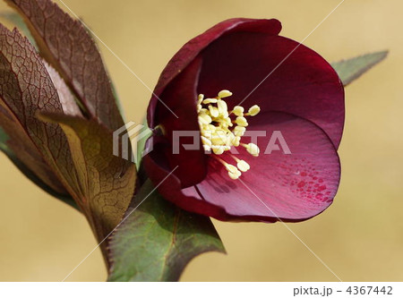 クリスマスローズ 4367442