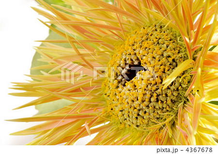 ガーベラ ガーベラ 4367678