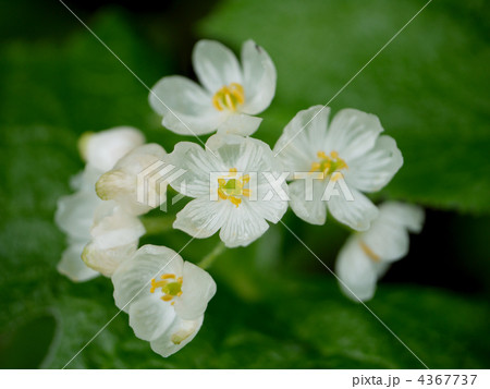 吾妻山 サンカヨウ 4367737