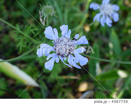 高妻山 マツムシソウ 4367739