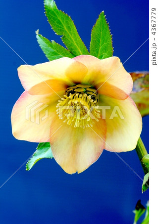 杏色のクリスマスローズ 4367779