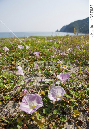 夏イメージ ビーチイメージ 浜昼顔 夏イメージ ビーチイメージ 浜昼顔 4367885