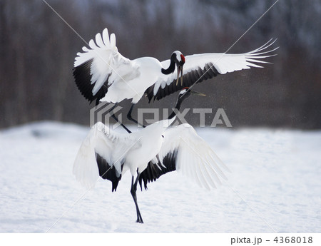 釧路市阿寒国際ツルセンター　丹頂ツルの求愛 4368018