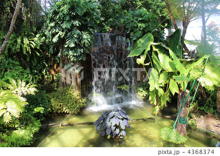夢の島熱帯植物園 夢の島熱帯植物園 4368374