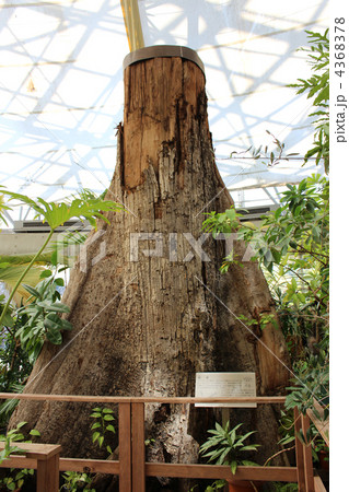 夢の島熱帯植物園  4368378
