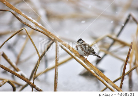 カシラダカ 4368501