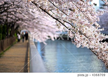春爛漫　運河沿いの桜 4368709