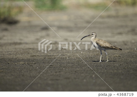 チュウシャクシギ チュウシャクシギ 4368719