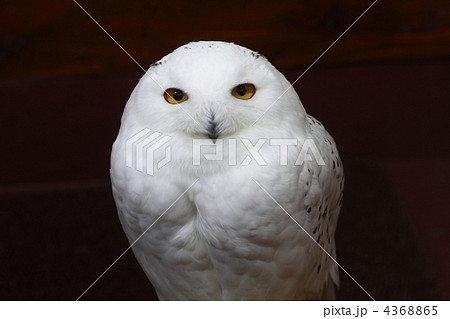 シロフクロウ 4368865