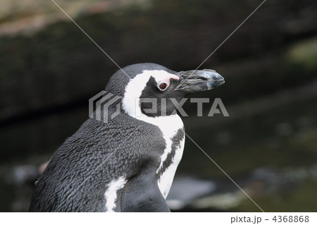 フンボルトペンギン 4368868