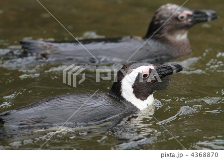 フンボルトペンギン 4368870