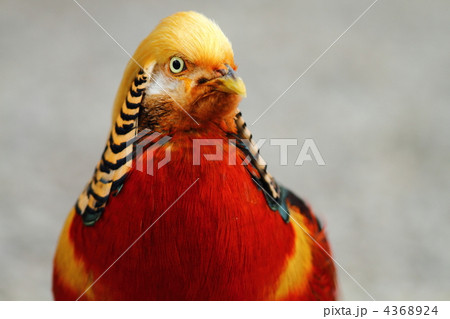 キンケイ キンケイ 4368924