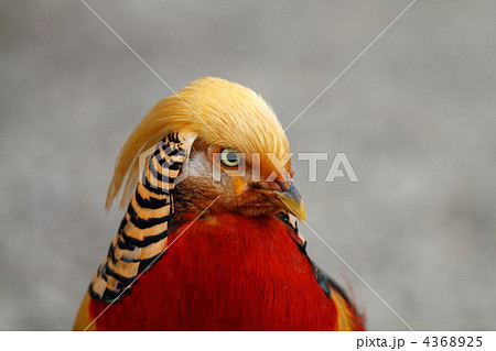 キンケイ キンケイ 4368925