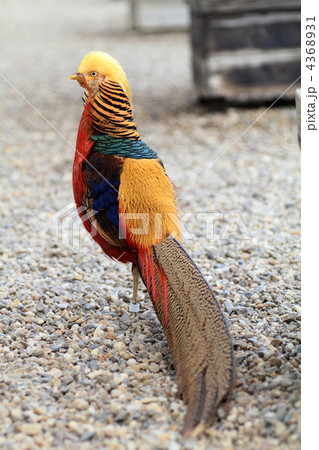 キンケイ キンケイ 4368931