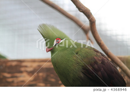 ギニアエボシドリ 4368946