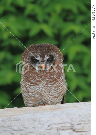 アカアシモリフクロウ アカアシモリフクロウ 4368977