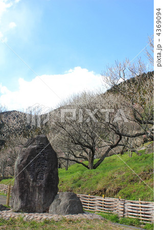 北九州市　三岳梅林公園 4369094