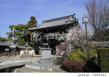 新春の梅宮大社 新春の梅宮大社 4369163