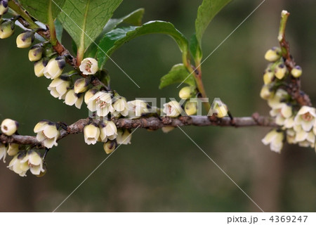 ヒサカキ雄花 ヒサカキ雄花 4369247