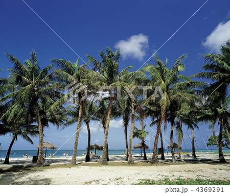 マイクロビーチのヤシの木 4369291