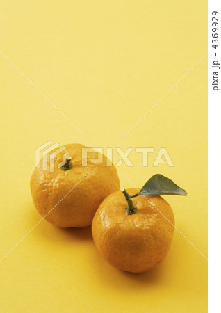 タチバナ タチバナ 4369929