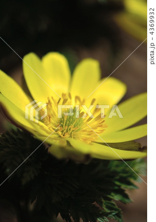 フクジュソウのマクロ撮影 4369932