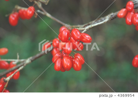 サンシュユ果実 4369954