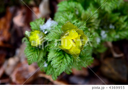 雪の降る日のフクジュソウ 4369955