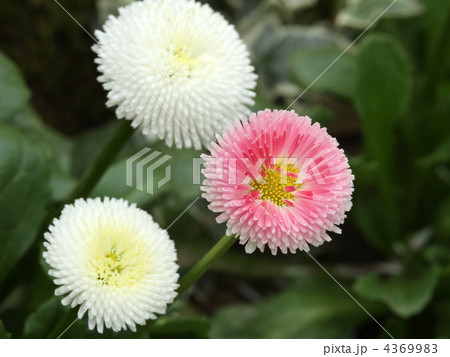 デイジー 4369983