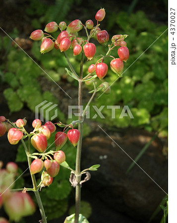 セイロンベンケイソウ 4370027