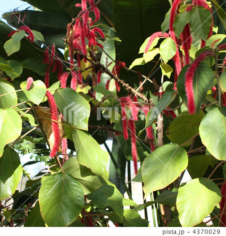 ベニヒモノキ 4370029