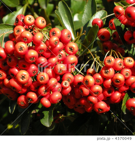 ピラカンサ 4370049