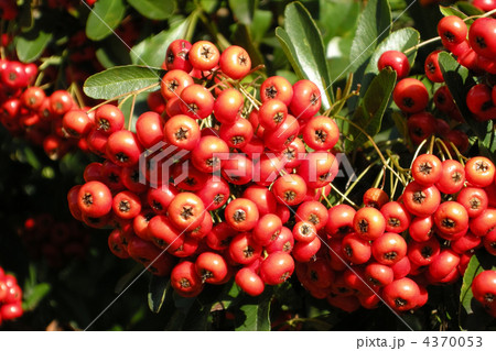 ピラカンサ ピラカンサ 4370053