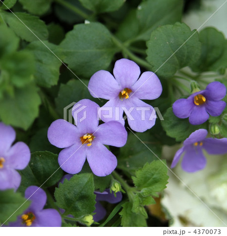 バコパ バコパ 4370073