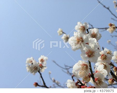 白梅と空 4370075