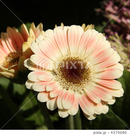 ガーベラ 4370080