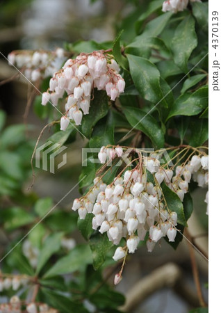 馬酔木の花 馬酔木の花 4370139