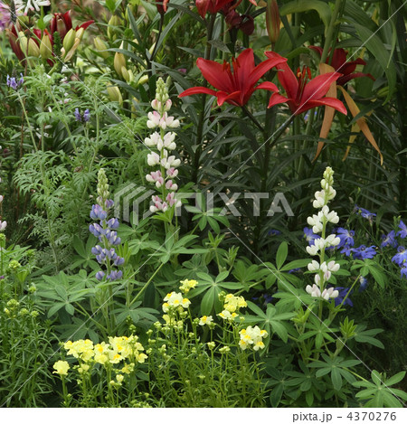 花壇 花壇 4370276