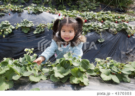 苺狩りをする少女 苺狩りをする少女 4370303