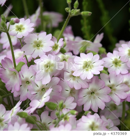 ウンナンサクラソウ ウンナンサクラソウ 4370369