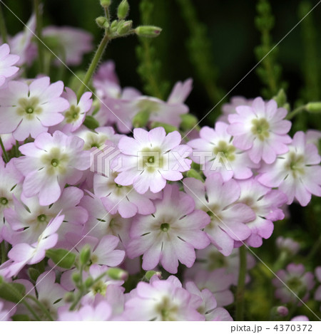 ウンナンサクラソウ 4370372