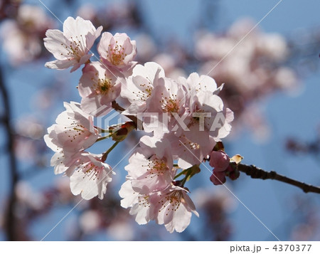 さくら2 さくら2 4370377