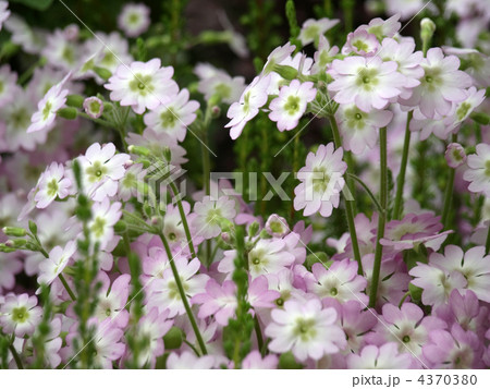 ウンナンサクラソウ 4370380