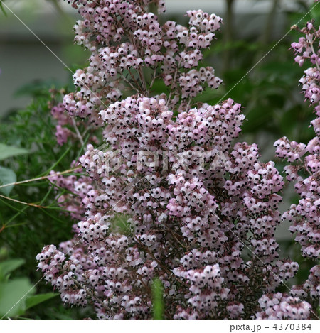 ジャノメエリカ 4370384