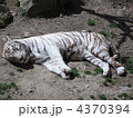 ホワイトタイガー 4370394