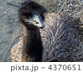 4370651
