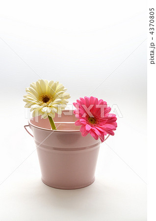 ピンクとバケツ ピンクとバケツ 4370805