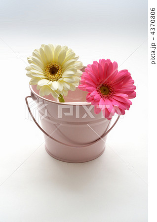 ピンクとバケツ ピンクとバケツ 4370806