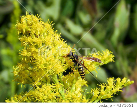 セイタカアワダチソウ＆アシナガバチ／浅川 4371051