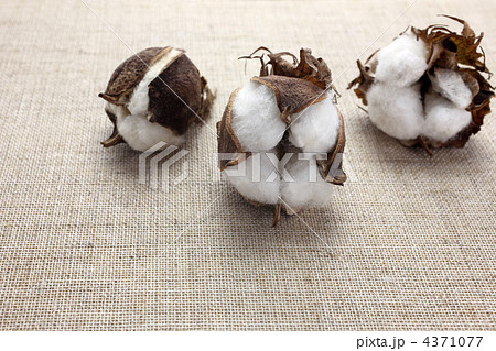 綿花 綿花 4371077